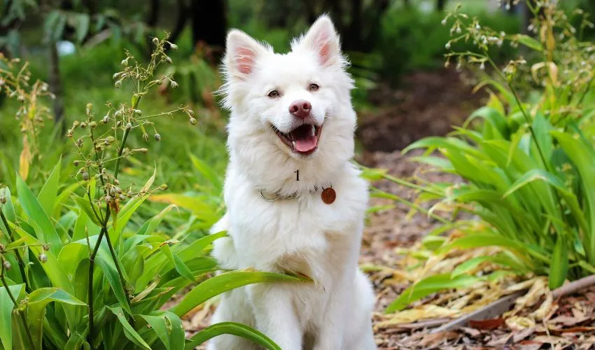 Understanding Your Dog’s Behavior: A Guide to Decoding Canine Body Language