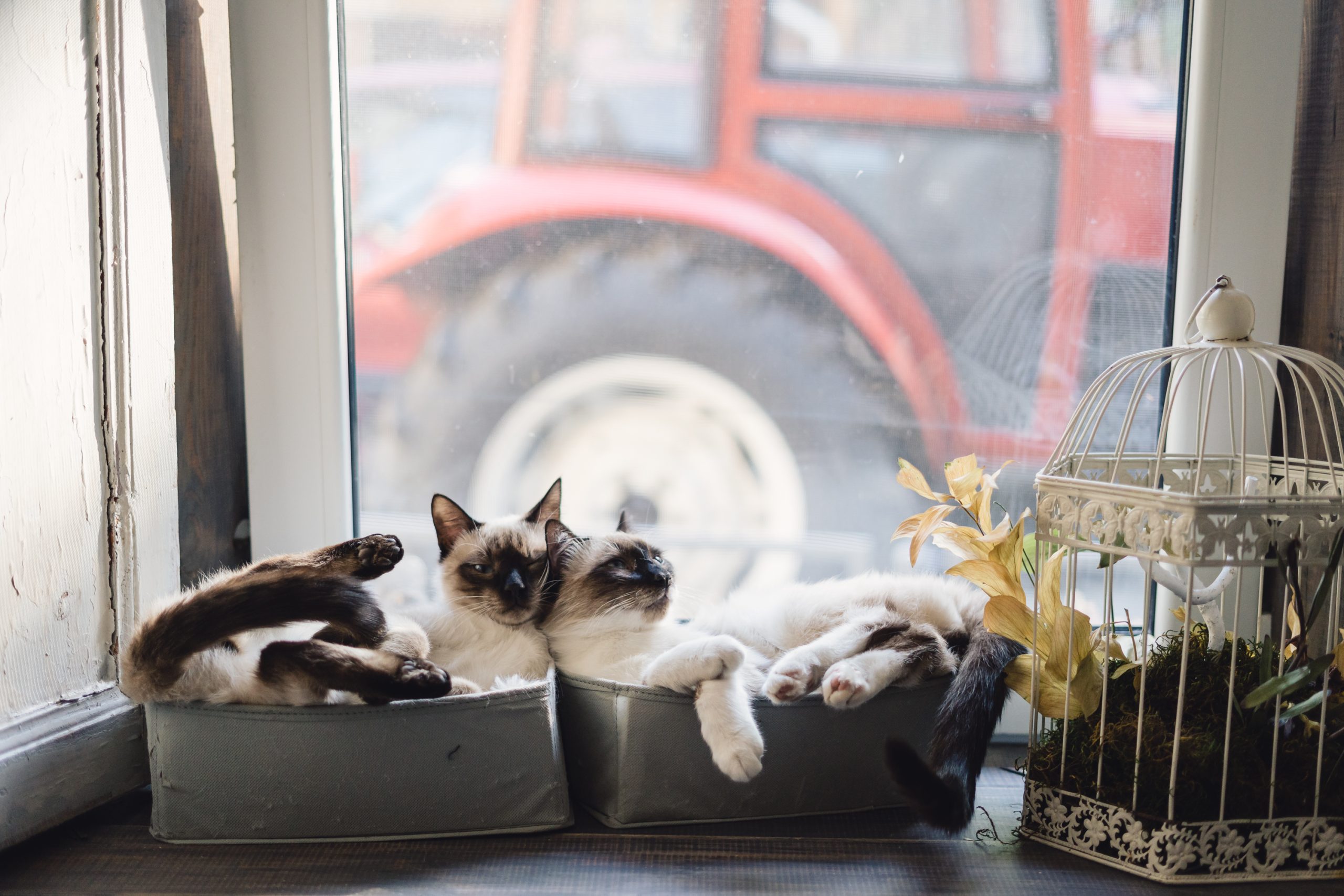 The Best Indoor Cats: Top Breeds and Tips for Creating a Happy Indoor Environment