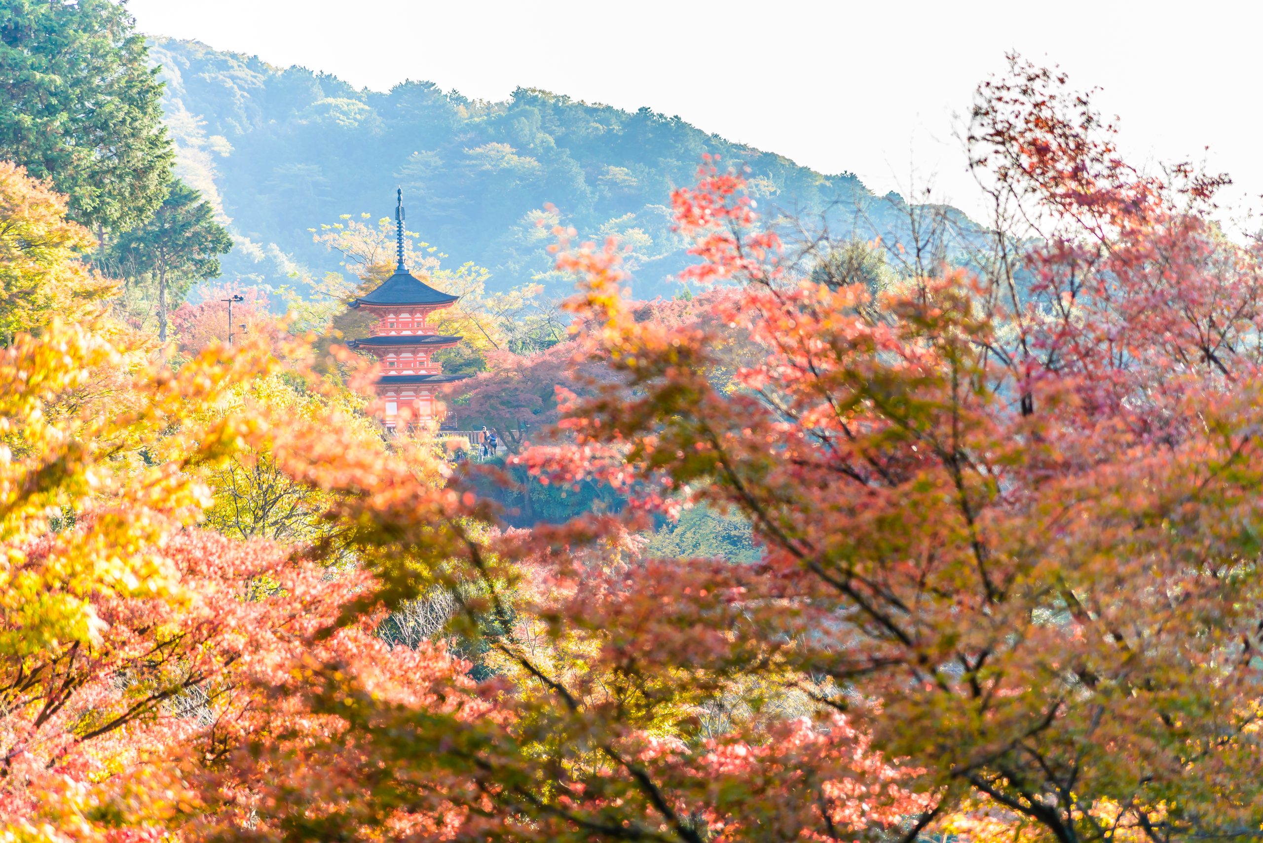 The Enchanting Beauty of Japan’s Four Seasons